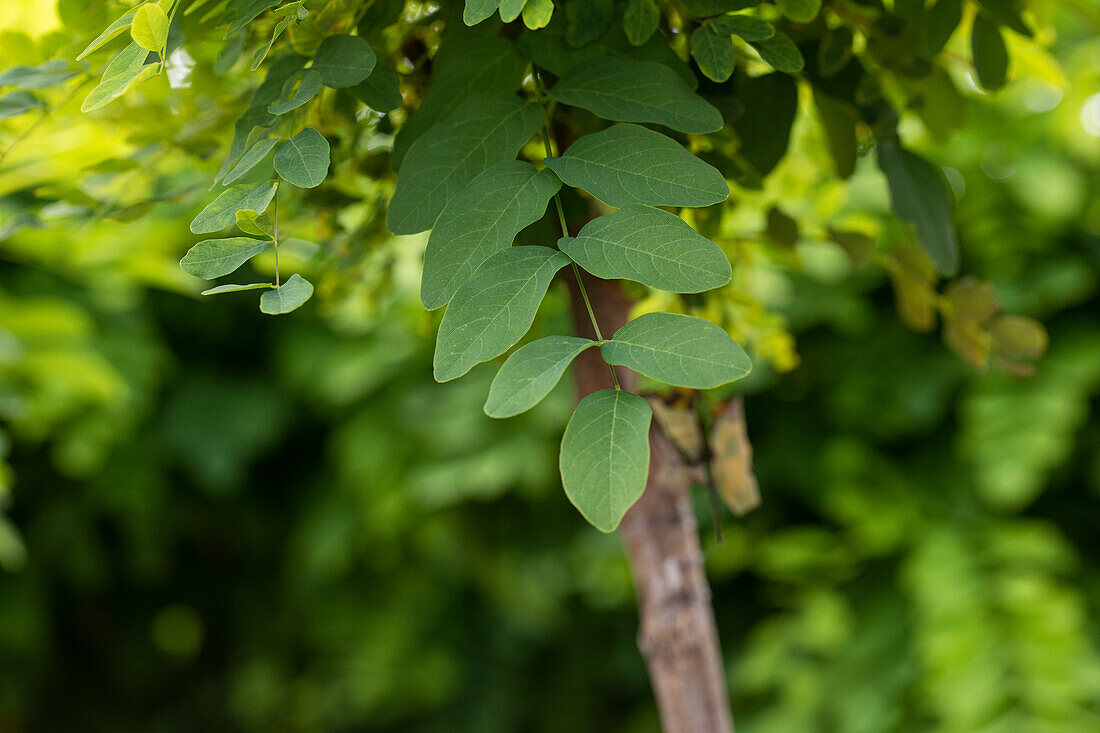 Robinia pseudoacacia 'Umbraculifera', stem