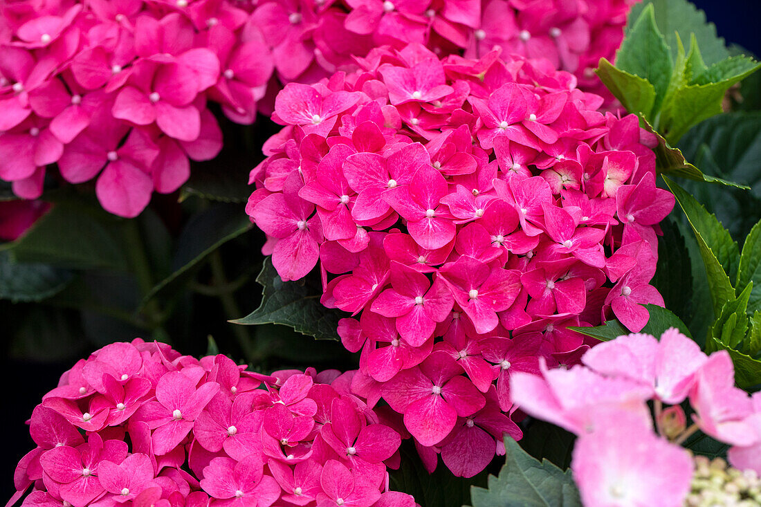 Hydrangea macrophylla, pink-red