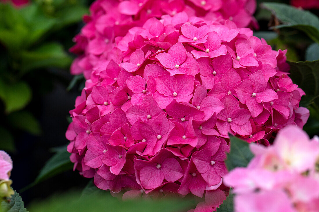 Hydrangea macrophylla, rosarot