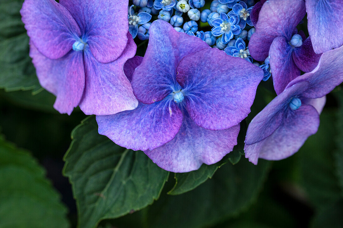 Hydrangea macrophylla, blaue Tellerblüten