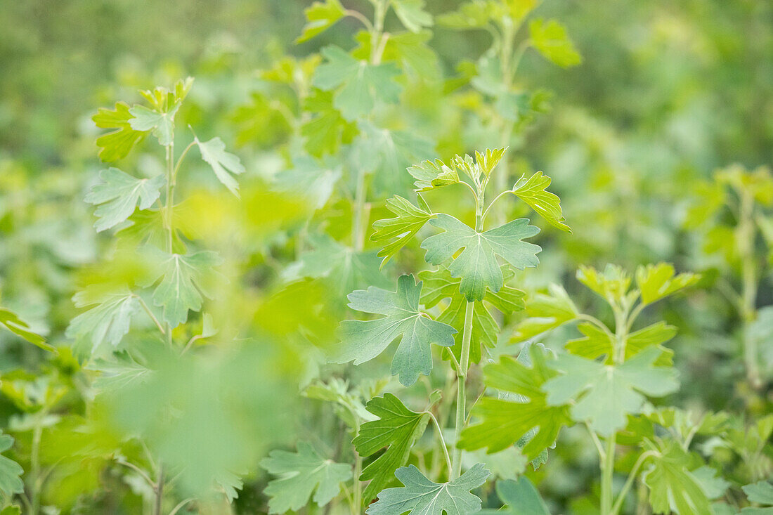 Ribes aureum