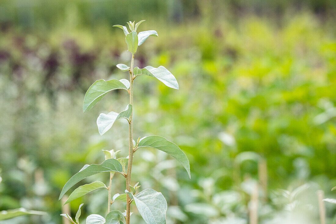 Elaeagnus commutata 'Zempin'