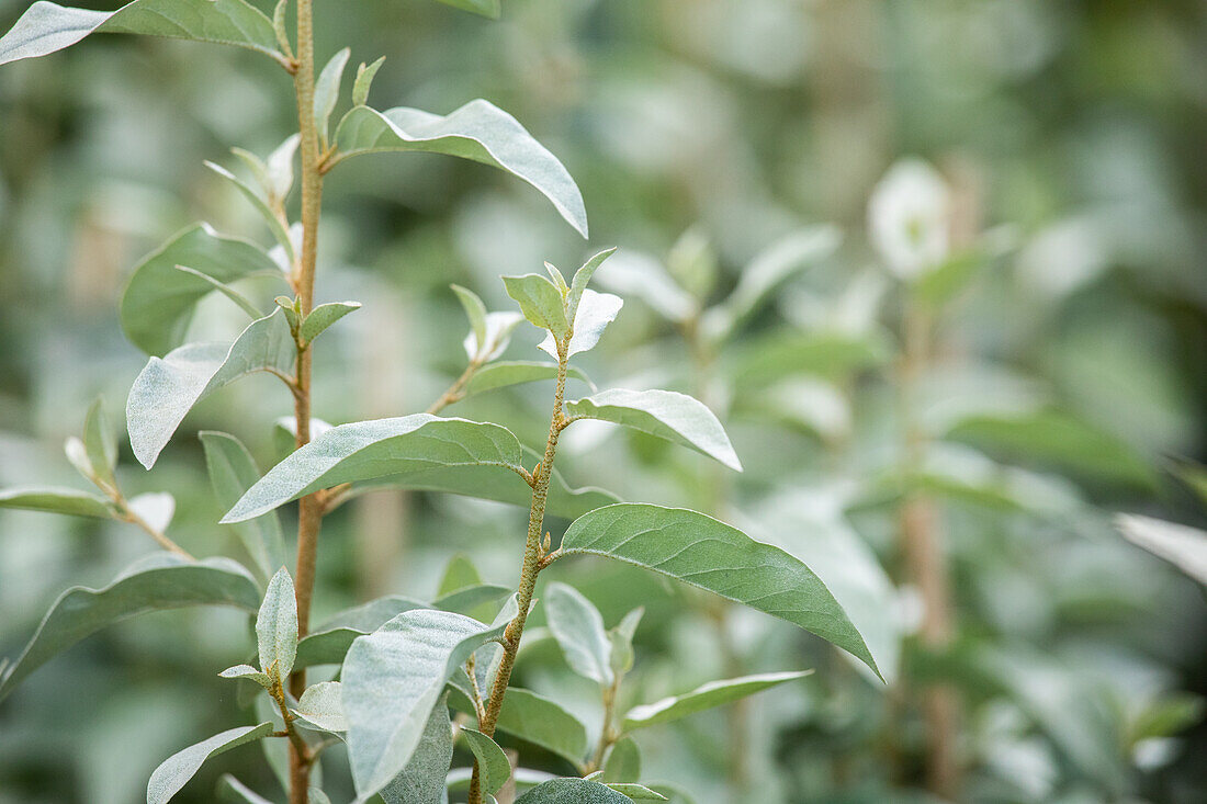 Elaeagnus commutata 'Zempin'