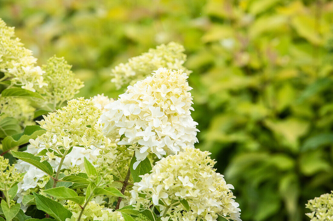 Hydrangea paniculata 'Skyfall'