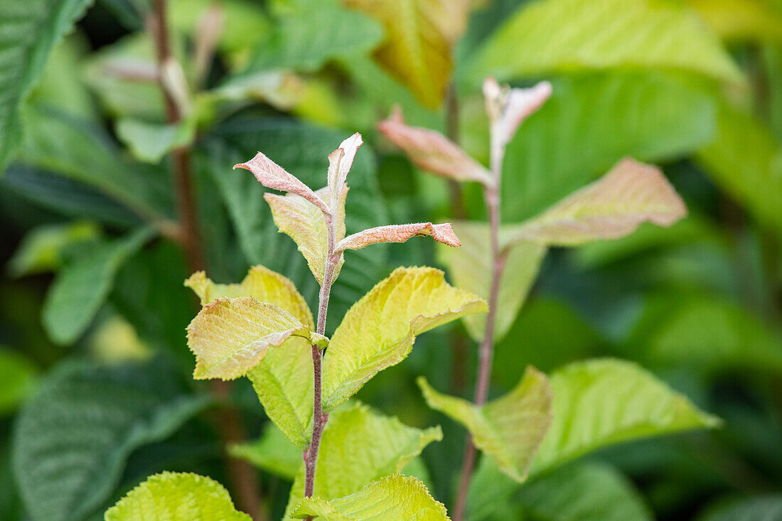 Photinia villosa