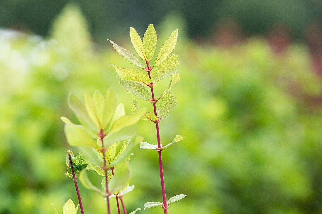 Lonicera caerulea var. kamtschatica