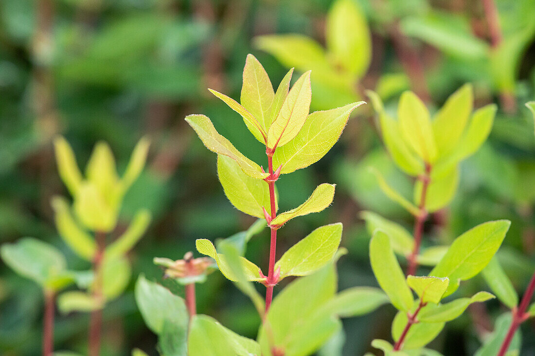 Lonicera caerulea var. kamtschatica