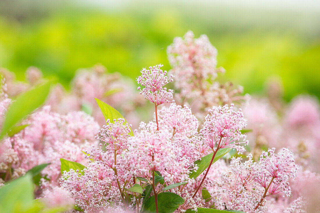 Ceanothus pallidus 'Marie Simon'