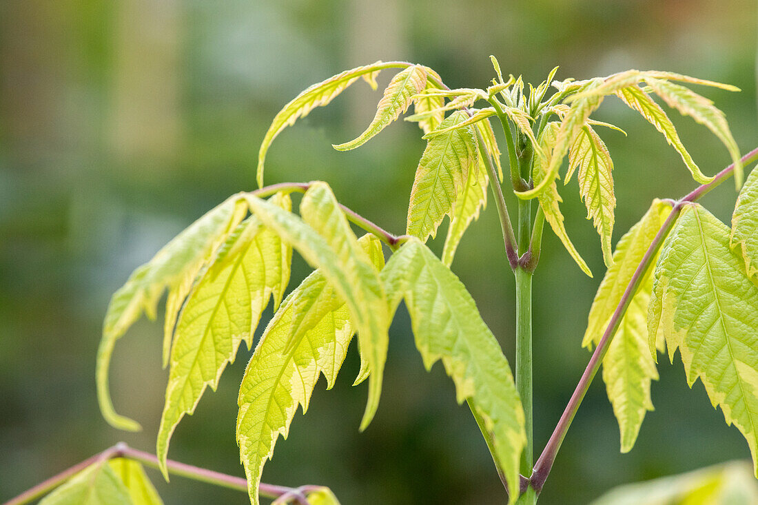 Acer negundo 'Variegatum'