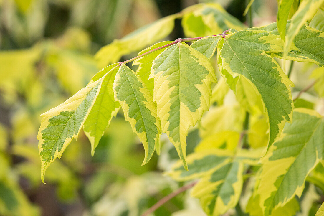 Acer negundo 'Variegatum'