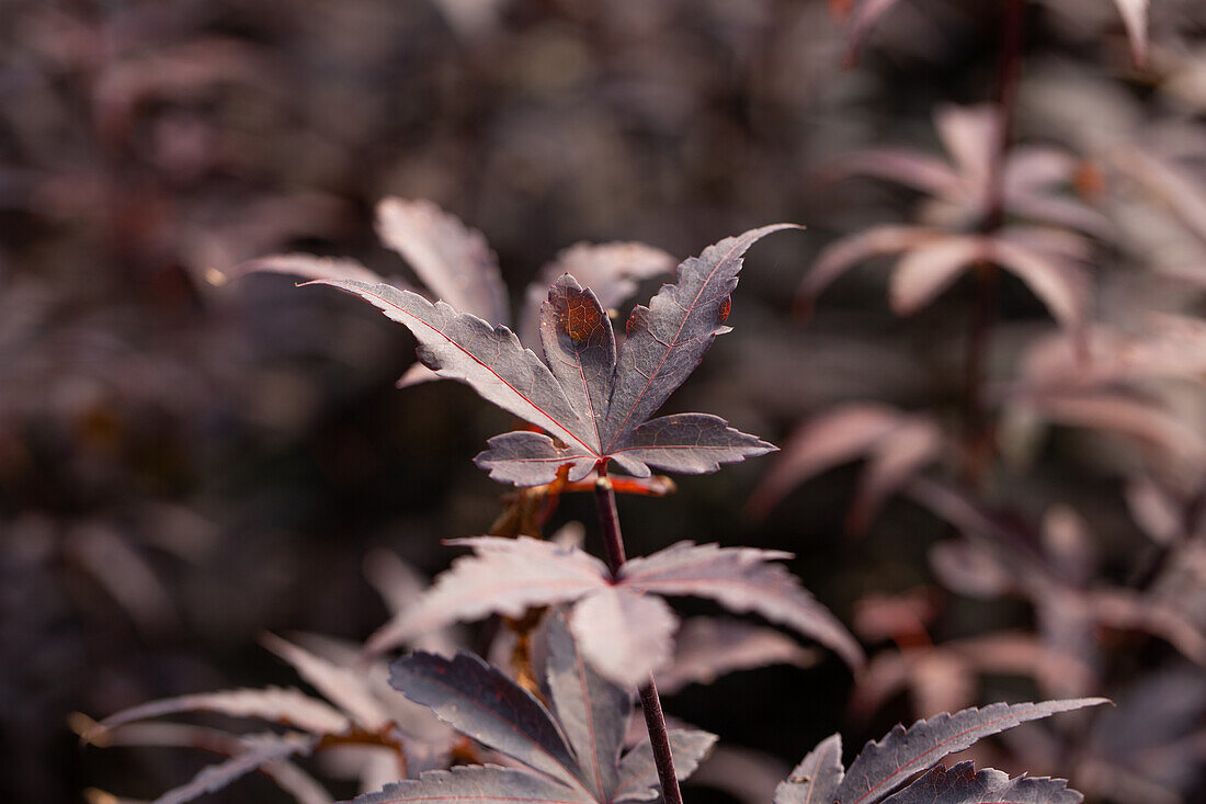 Acer palmatum 'Bloodgood'