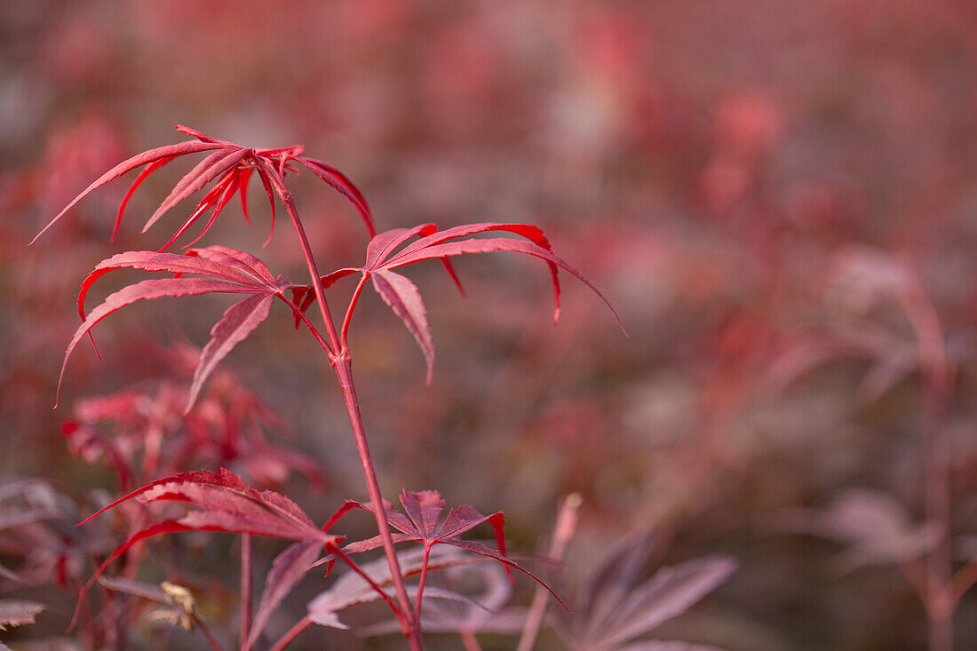 Acer palmatum 'Shaina'