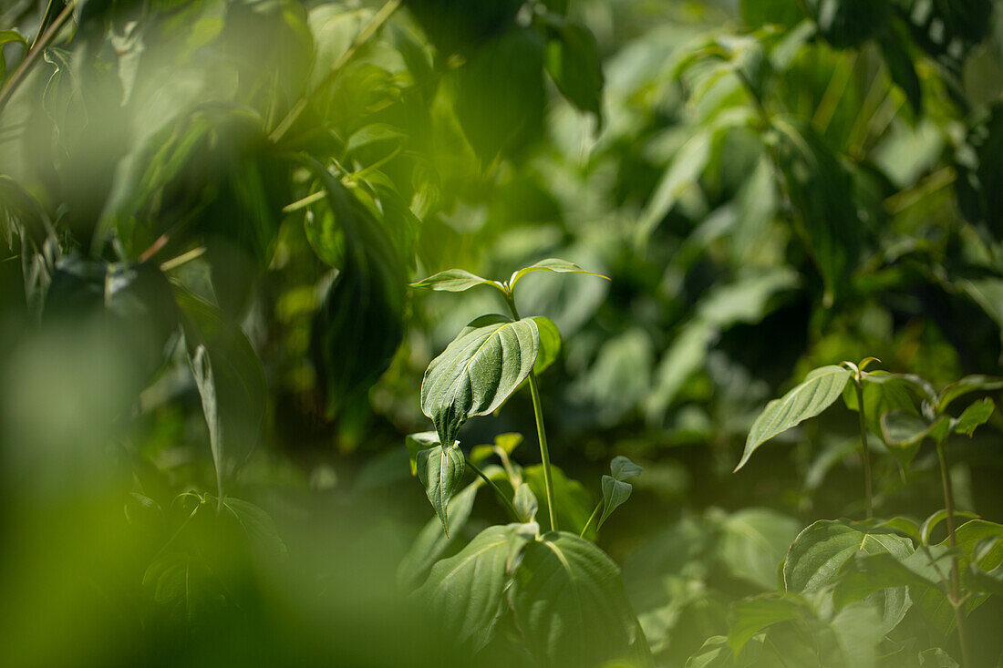 Cornus kousa chinensis 'Milky Way'