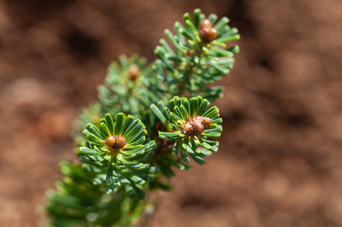 Abies koreana 'Brillant'