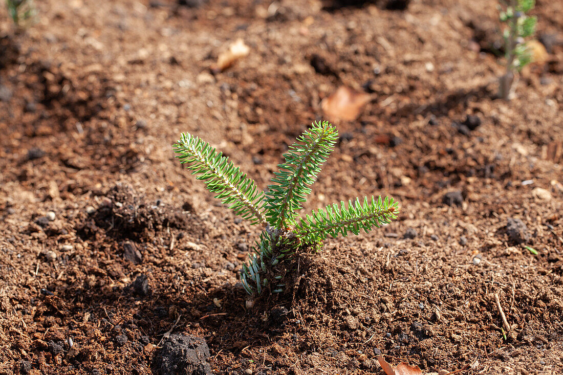 Conifer cuttings