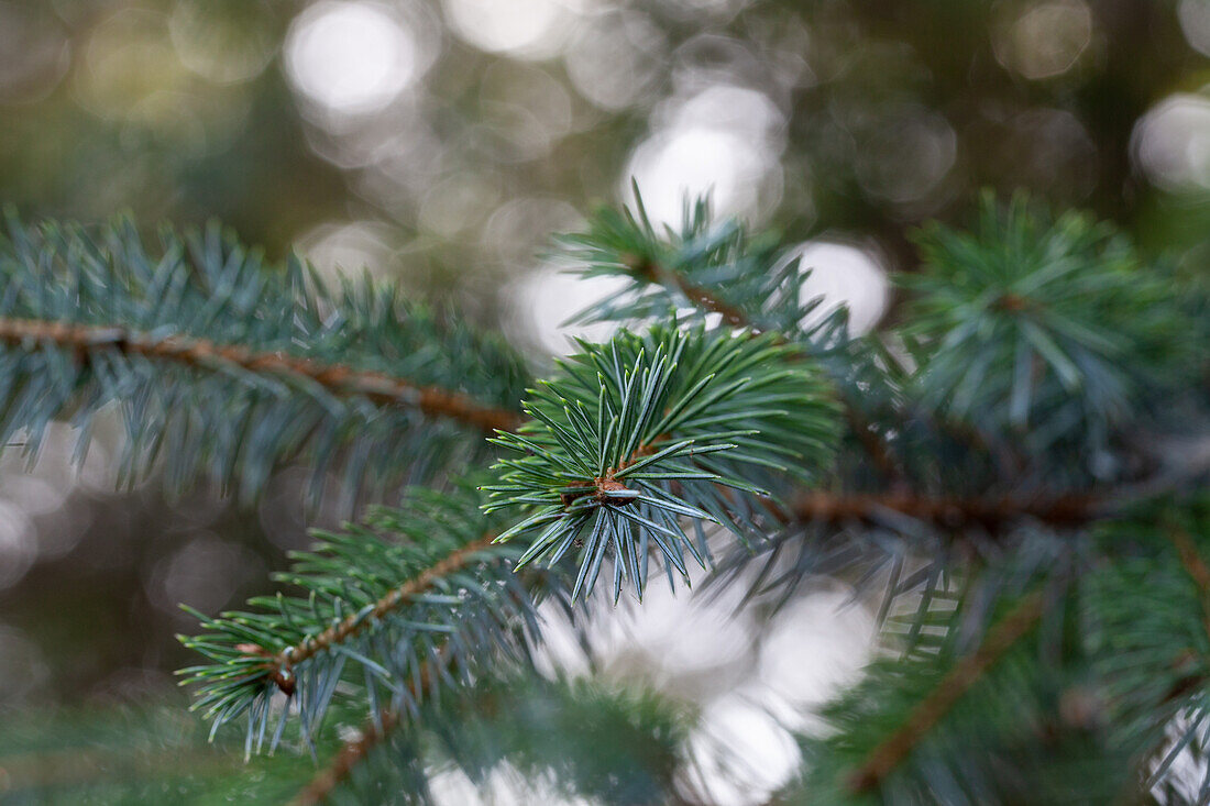 Picea omorika