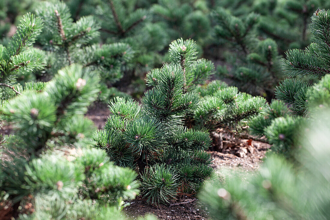 young conifer plant