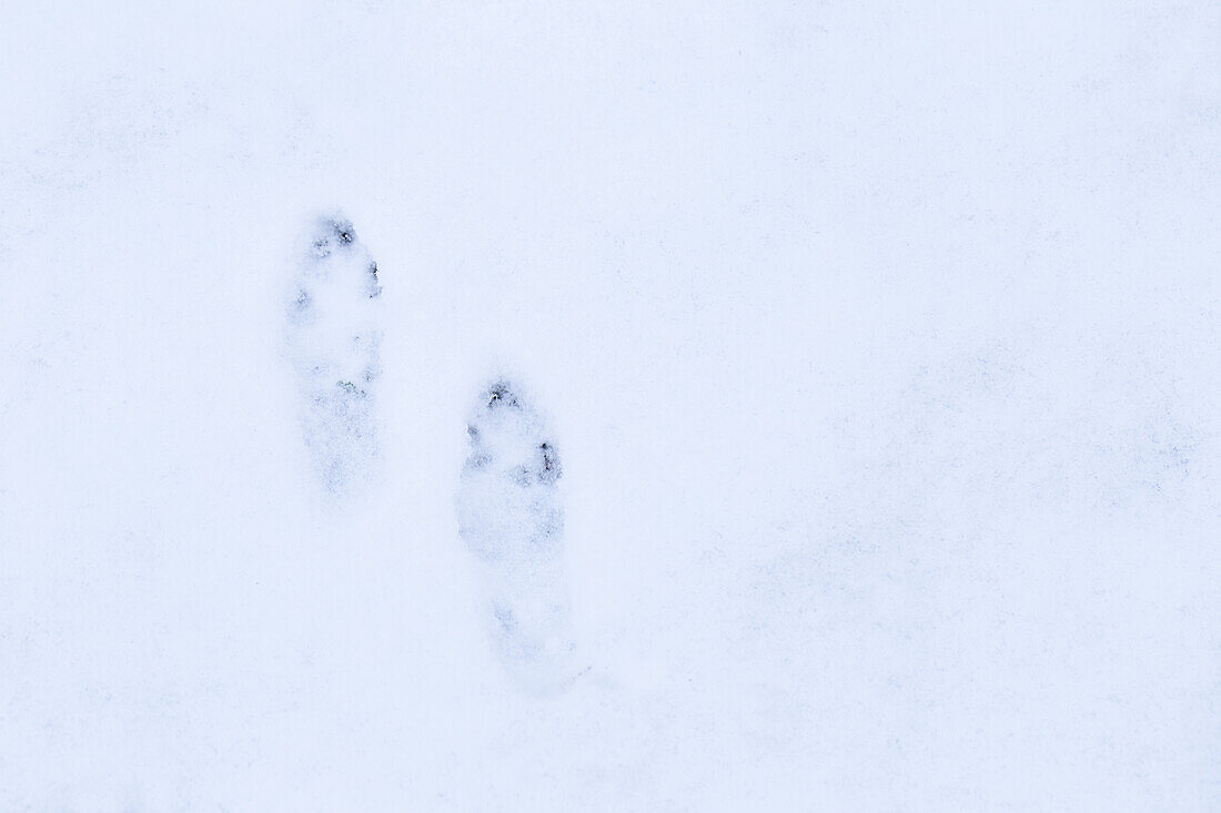 Snow tracks