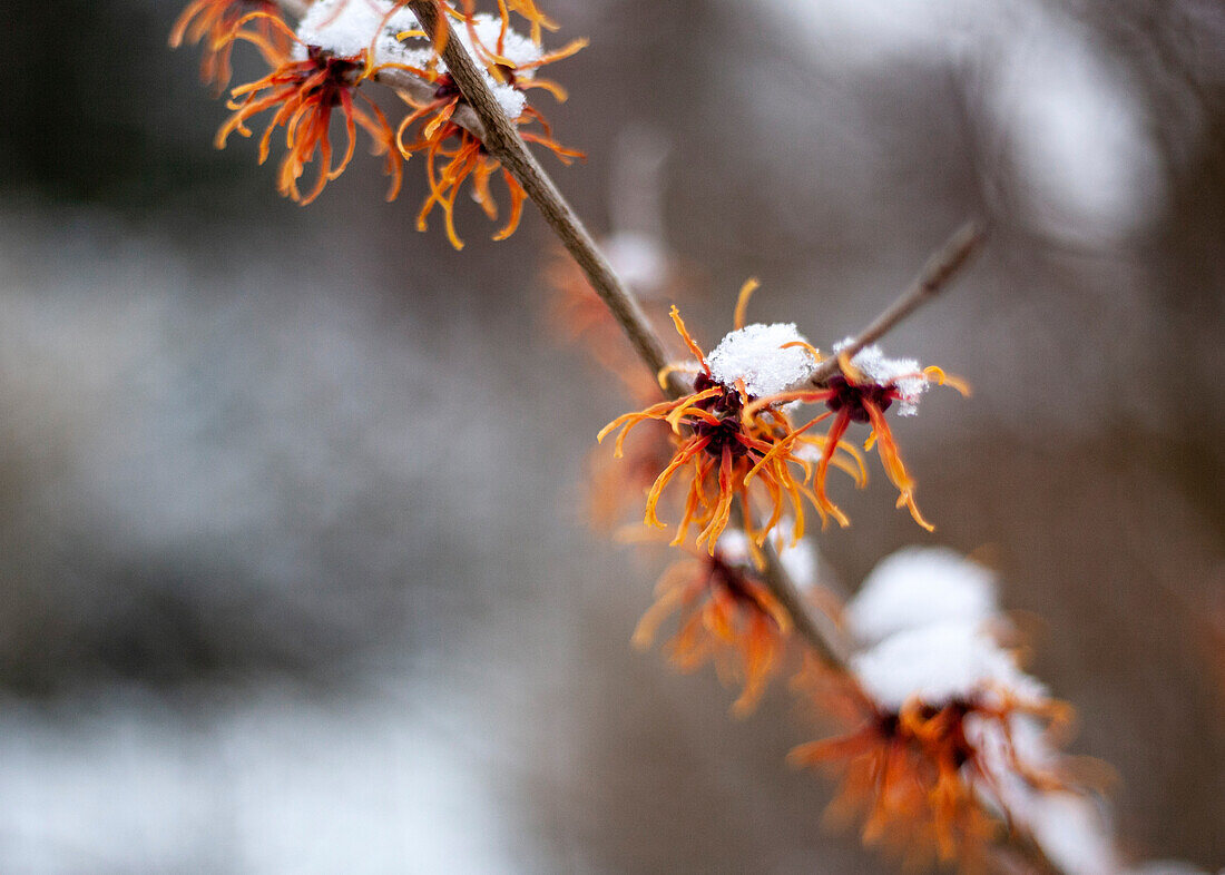 Hamamelis with snow