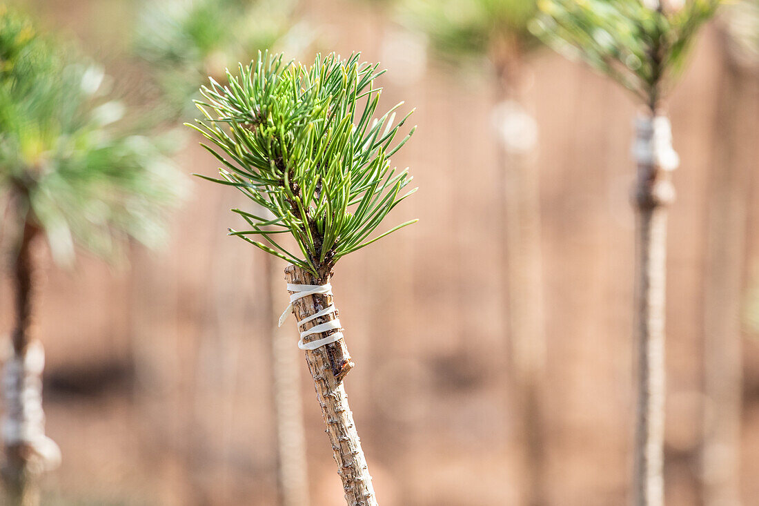 Pinus mugo 'Varella', Stamm