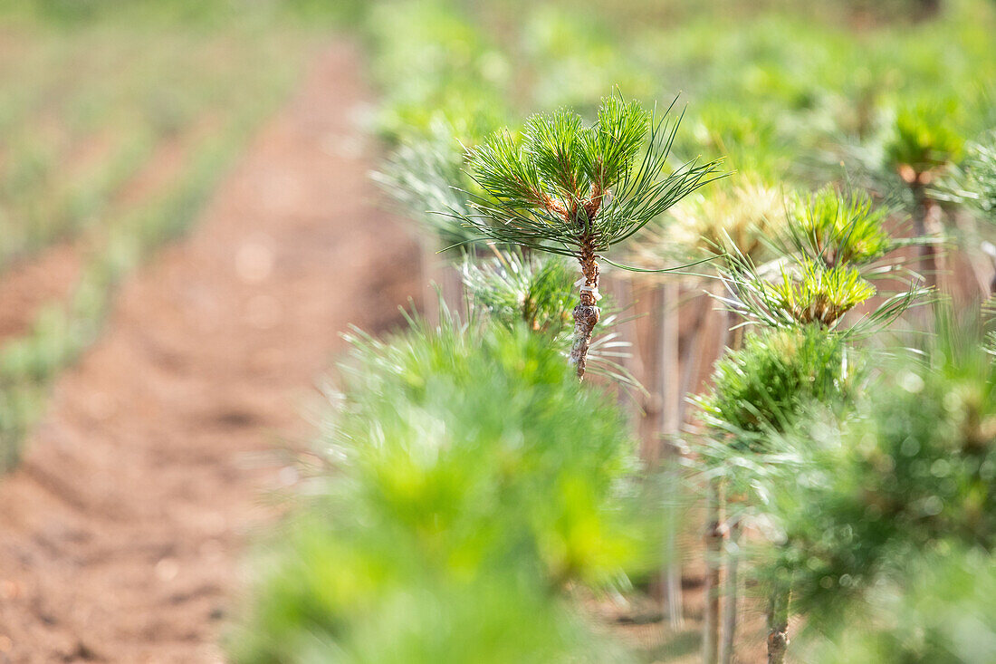 Pinus uncinata 'Grüne Welle', Stamm