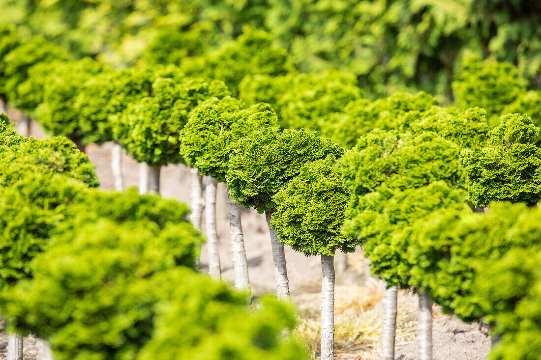 Chamaecyparis obtusa 'Nana Gracilis', Stamm