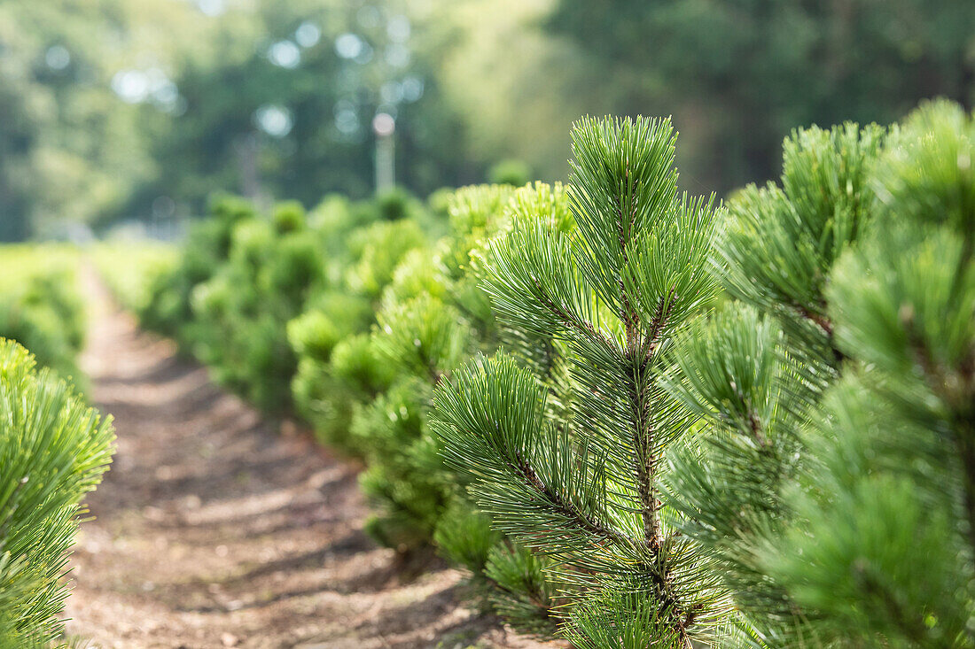 Pinus heldreichii