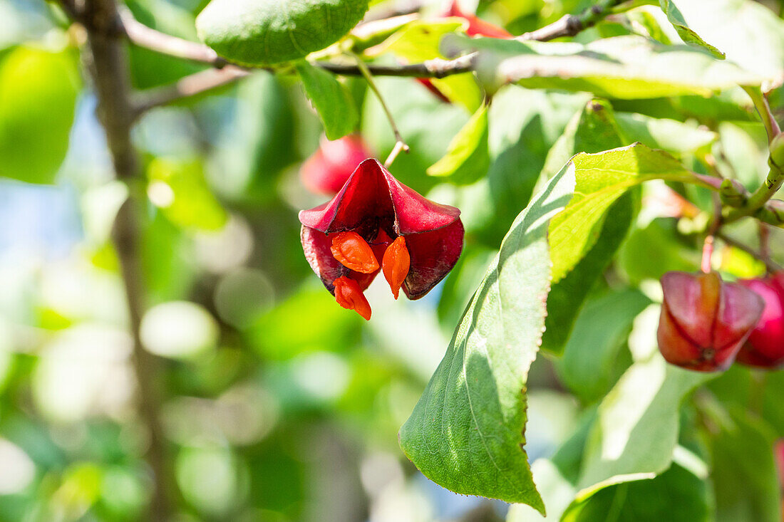 Euonymus europaeus 'Red Cascade'