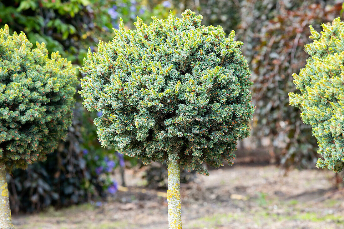 Picea sitchensis 'Nana', trunk