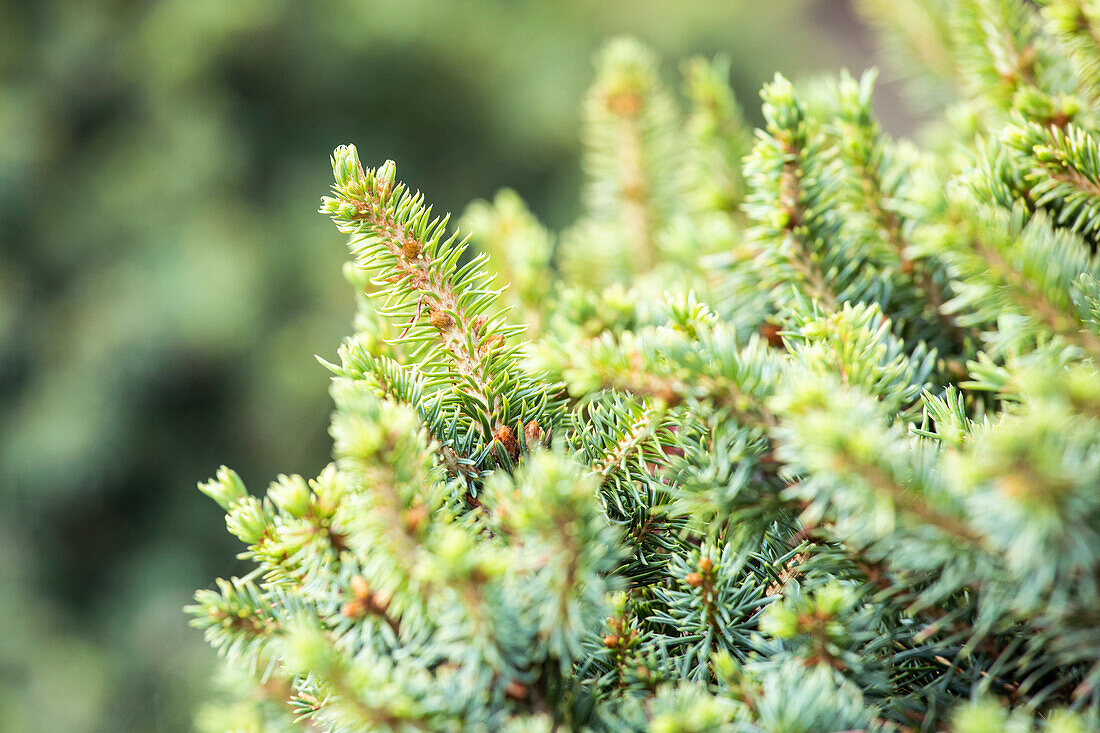 Picea sitchensis 'Nana'