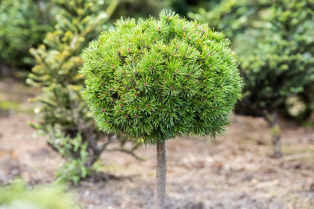 Pinus mugo 'Mini Mops', Stamm