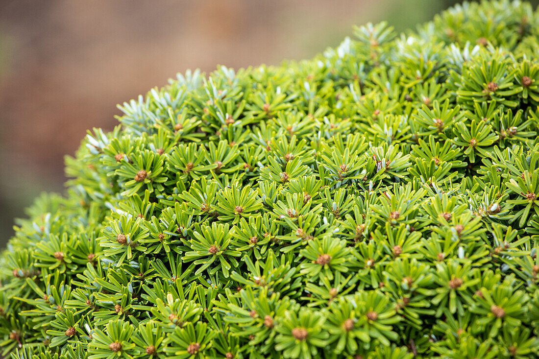 Abies koreana 'Grüne Spinne'