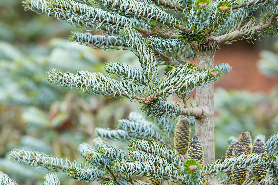 Abies koreana 'Silberlocke'