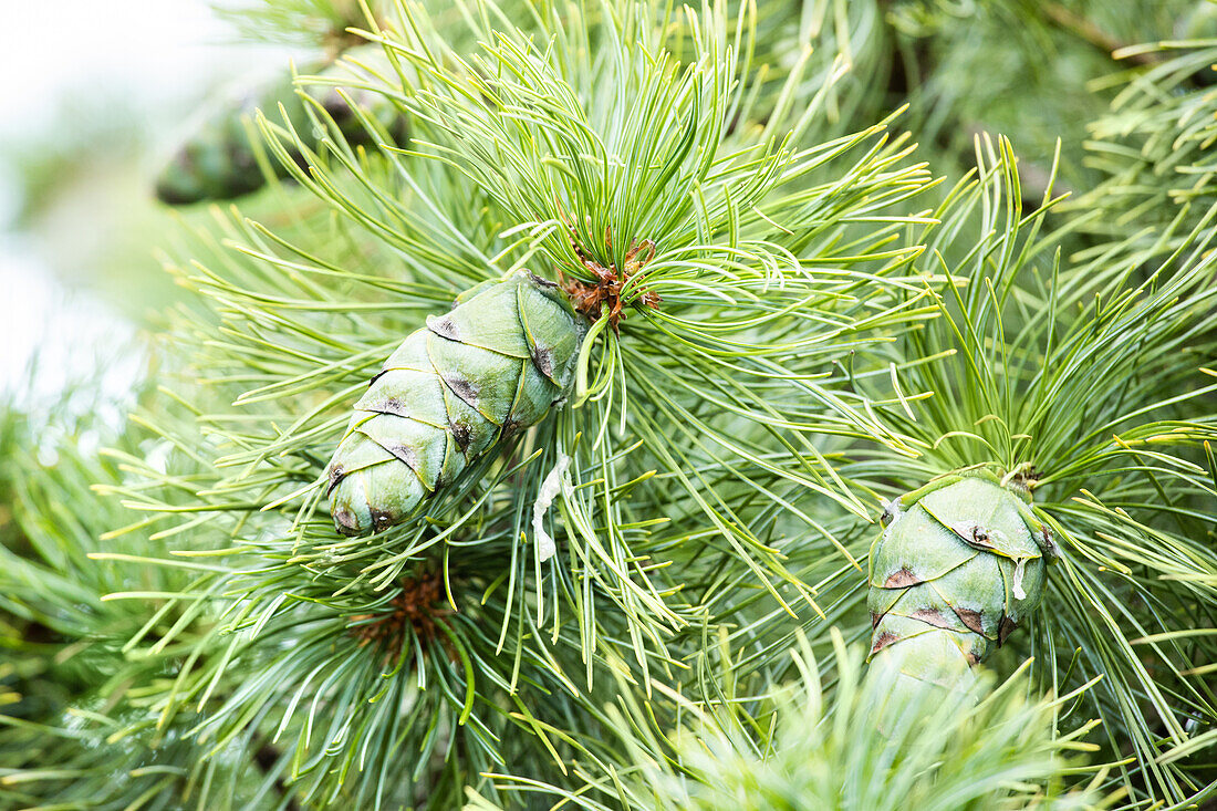 Pinus pumila 'Glauca'