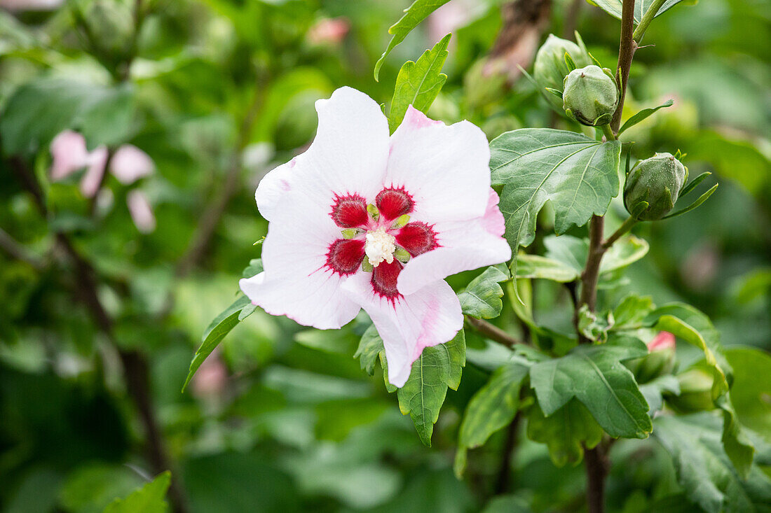 Hibiscus syriacus 'Red Heart' 