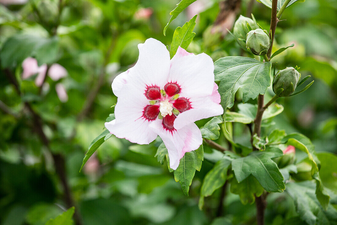 Hibiscus syriacus 'Red Heart'