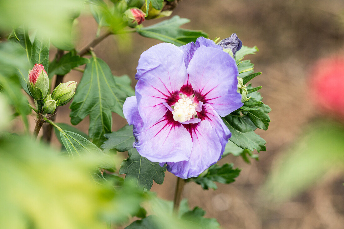 Hibiscus syriacus 'Marina'