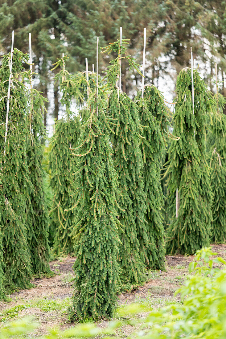 Picea omorika 'Pendula'