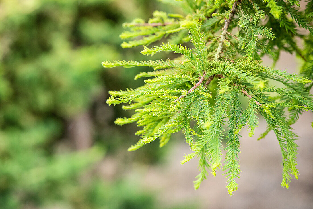 Taxodium distichum 'Secrest'