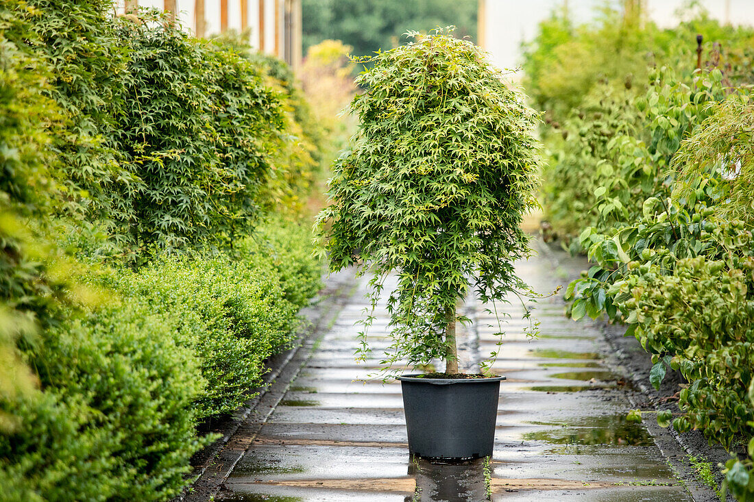 Acer palmatum 'Ryu sei'