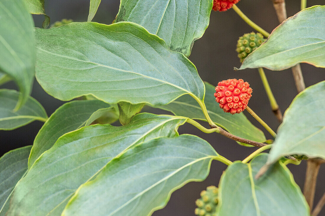 Cornus kousa 'White Fountain'