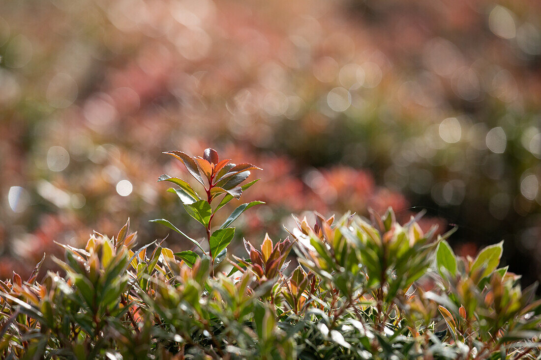 Pieris japonica 'Little Heath'