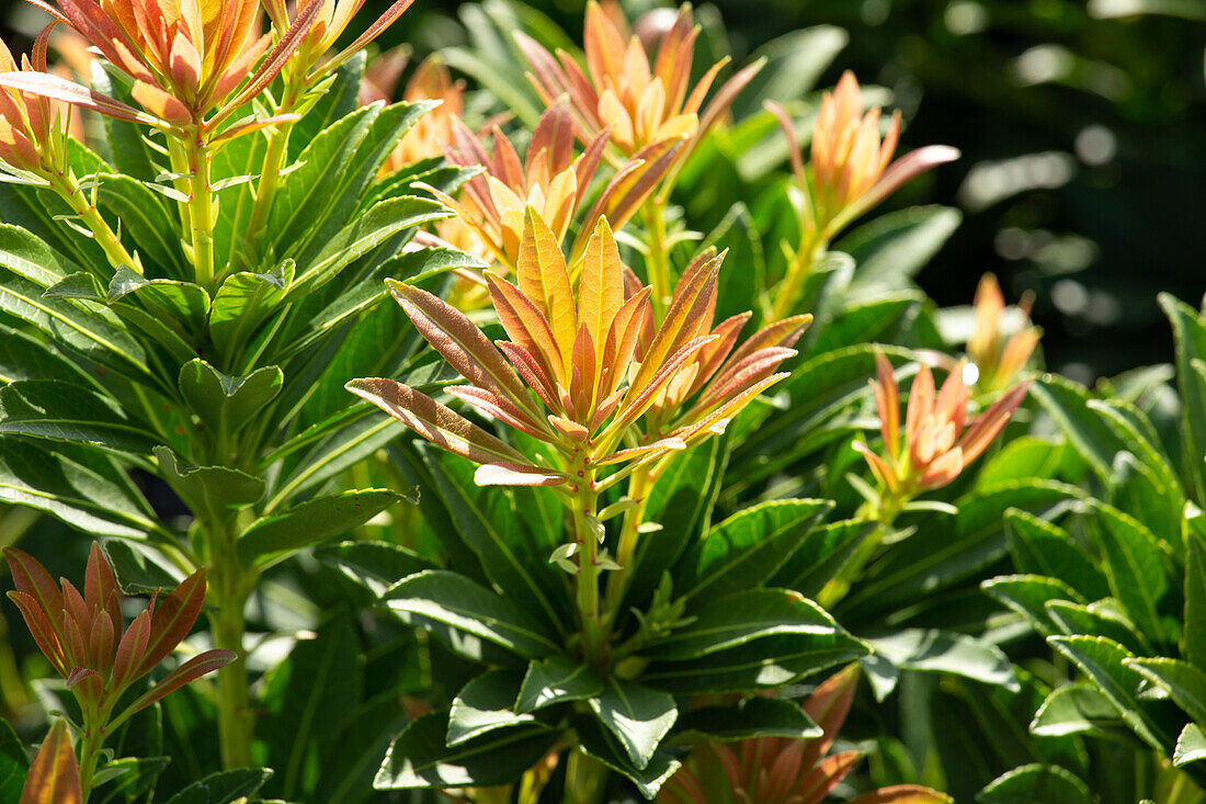 Pieris japonica 'Little Heath Green'