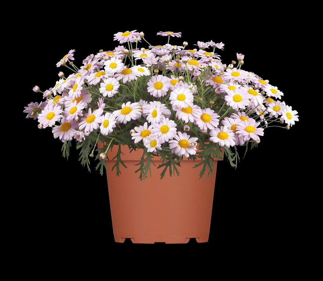 Argyranthemum frutescens, rosa