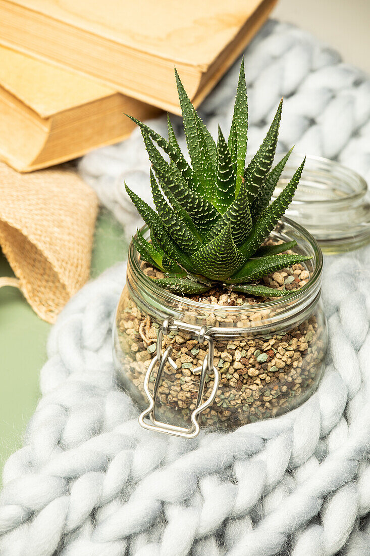 Haworthia