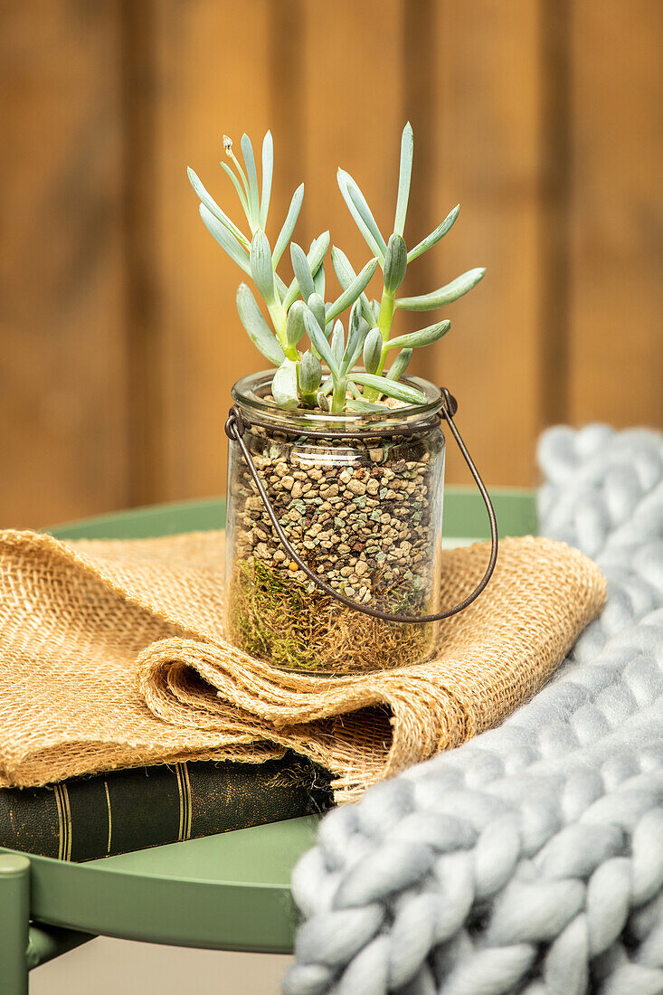 Succulent in granules