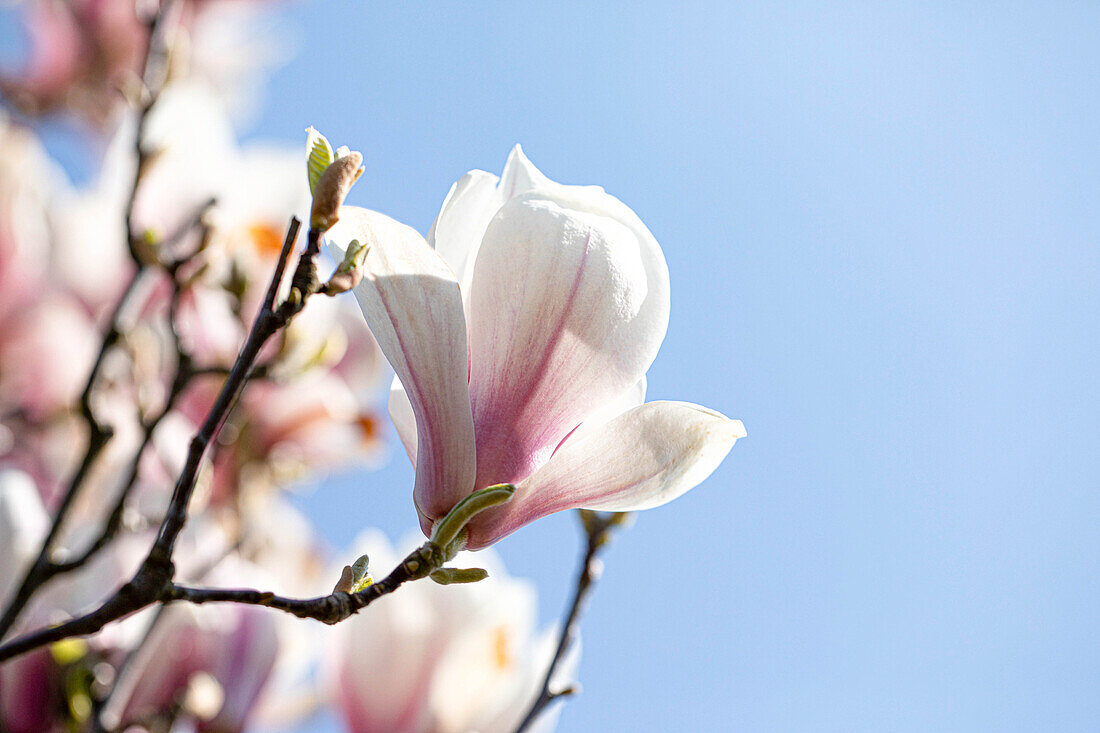 Magnolia x soulangiana