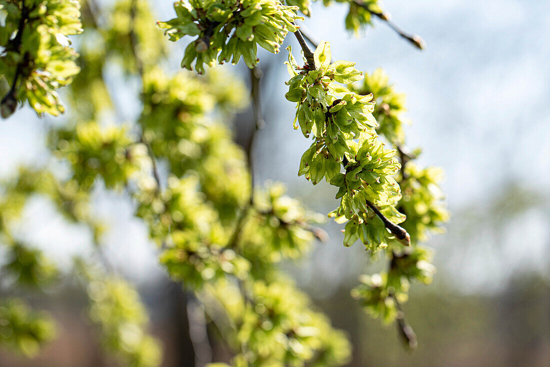 Ulmus glabra 'Pendula'