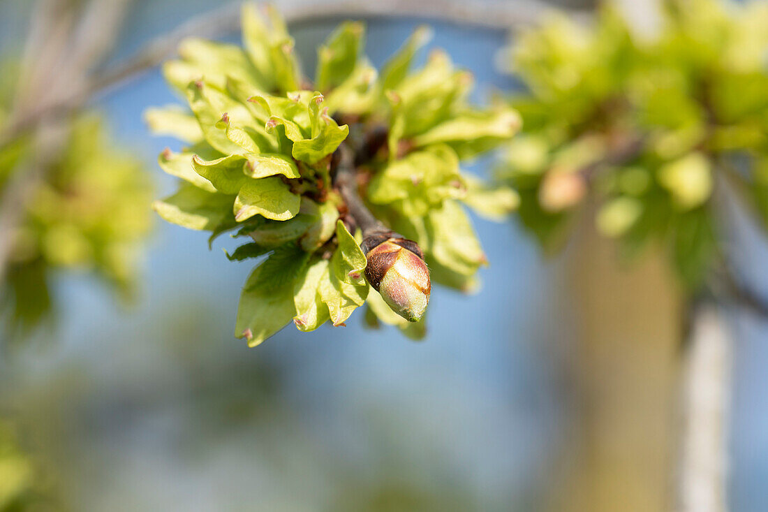 Ulmus glabra 'Pendula'