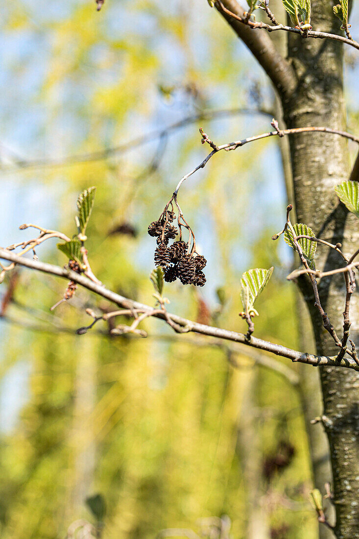 Alnus cordata